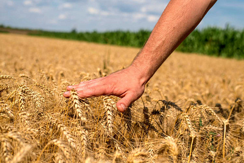 Сберечь здоровье зерновых